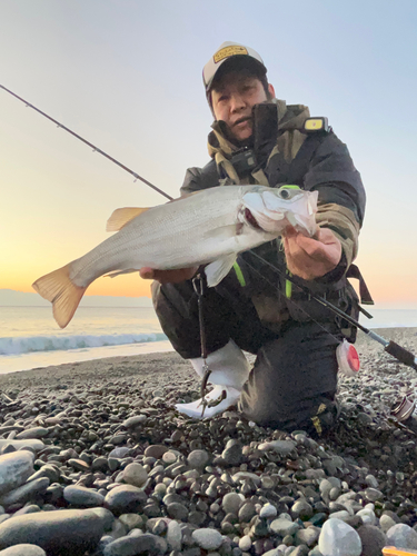 ヒラスズキの釣果