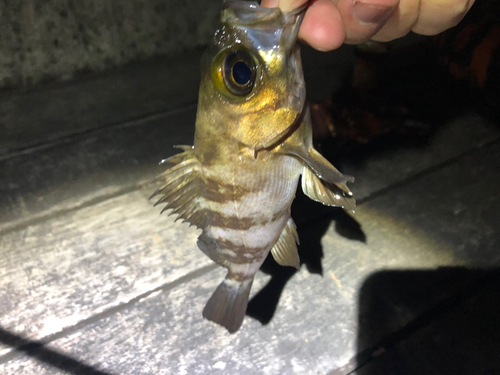 シロメバルの釣果