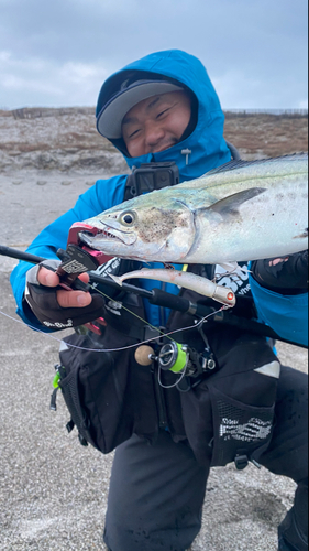 サゴシの釣果