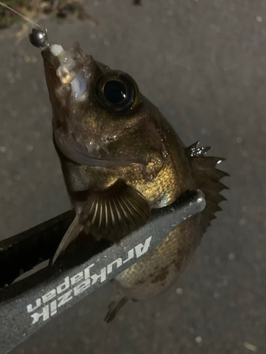 アカメバルの釣果