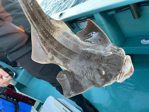 サメの釣果