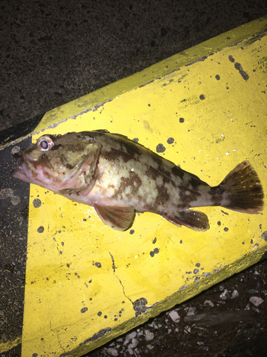 カサゴの釣果