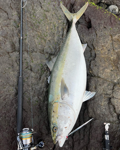 ブリの釣果