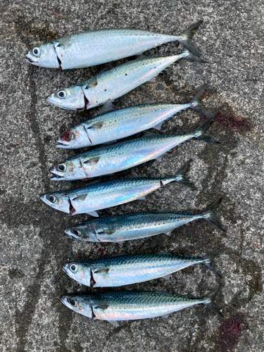 サバの釣果