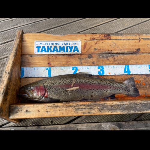 ニジマスの釣果