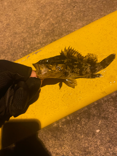 タケノコメバルの釣果