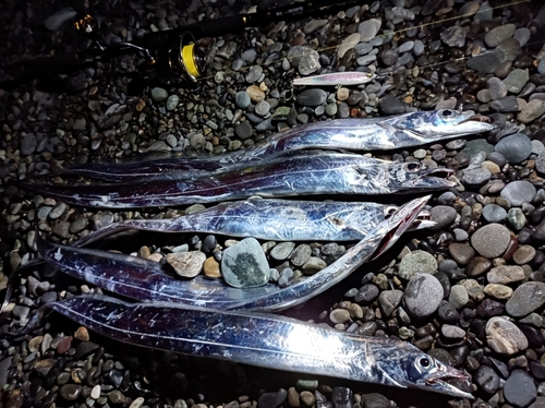 タチウオの釣果