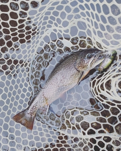 トラウトの釣果