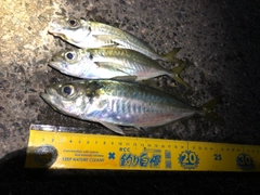 アジの釣果