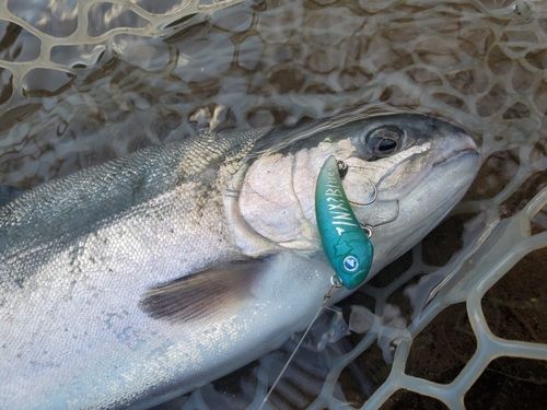 ニジマスの釣果