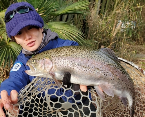 ニジマスの釣果