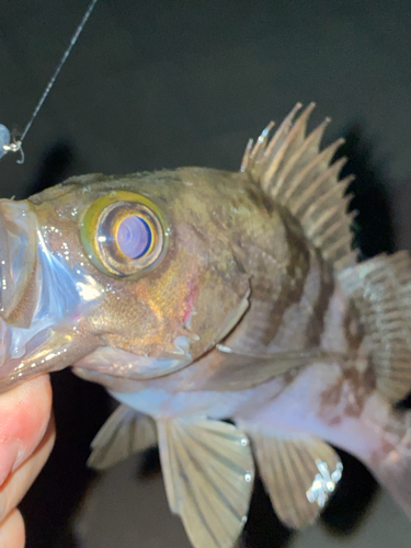 メバルの釣果