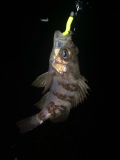 メバルの釣果