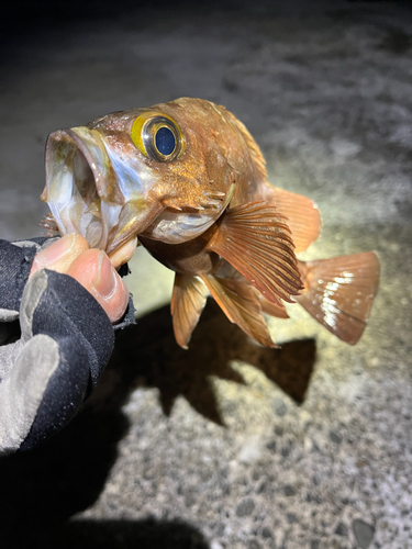 メバルの釣果