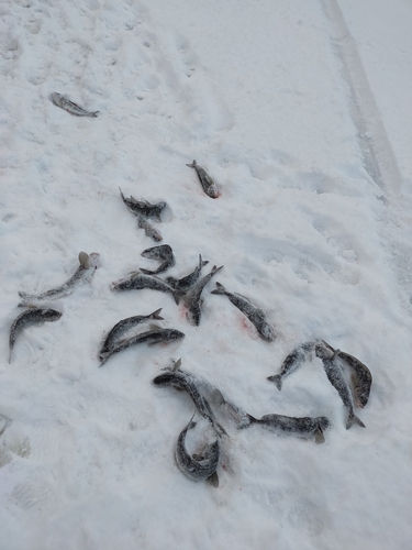 ホッケの釣果