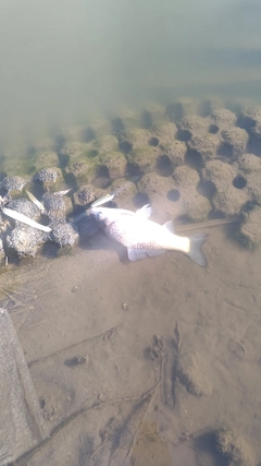 フナの釣果