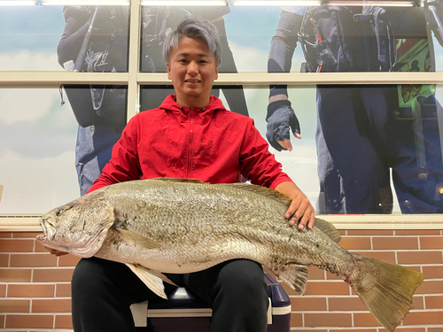 オオニベの釣果