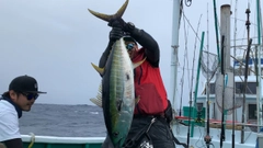 キハダマグロの釣果