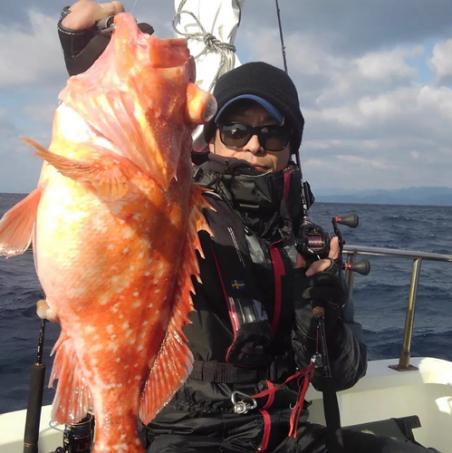 ウッカリカサゴの釣果