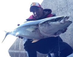 ワラサの釣果
