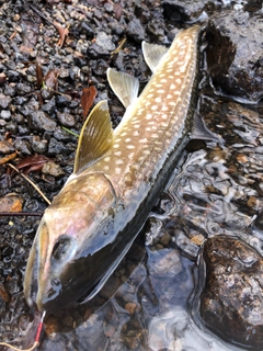 アメマスの釣果