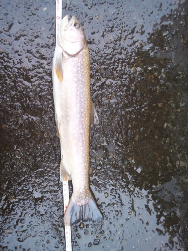 イワナの釣果