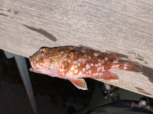 カサゴの釣果