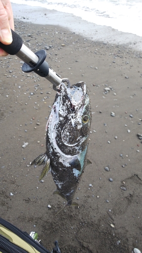 メジロの釣果