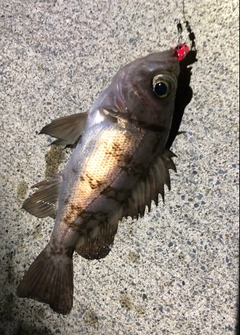 メバルの釣果