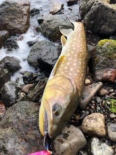 アメマスの釣果