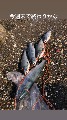 アキアジの釣果