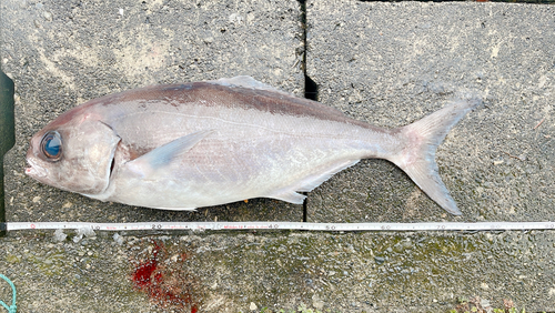 メダイの釣果