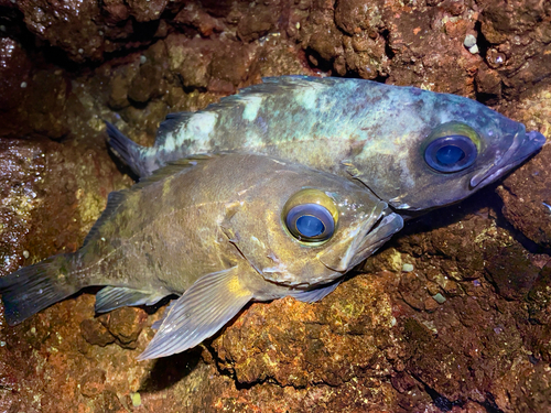 クロメバルの釣果