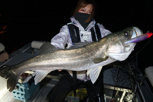 シーバスの釣果