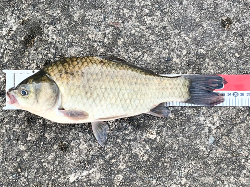 フナの釣果