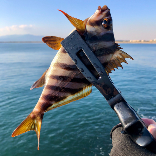 タカノハダイの釣果