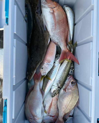 マダイの釣果