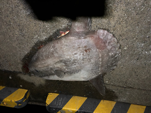 イワシの釣果