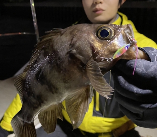 メバルの釣果