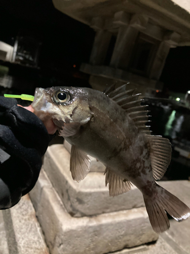 メバルの釣果