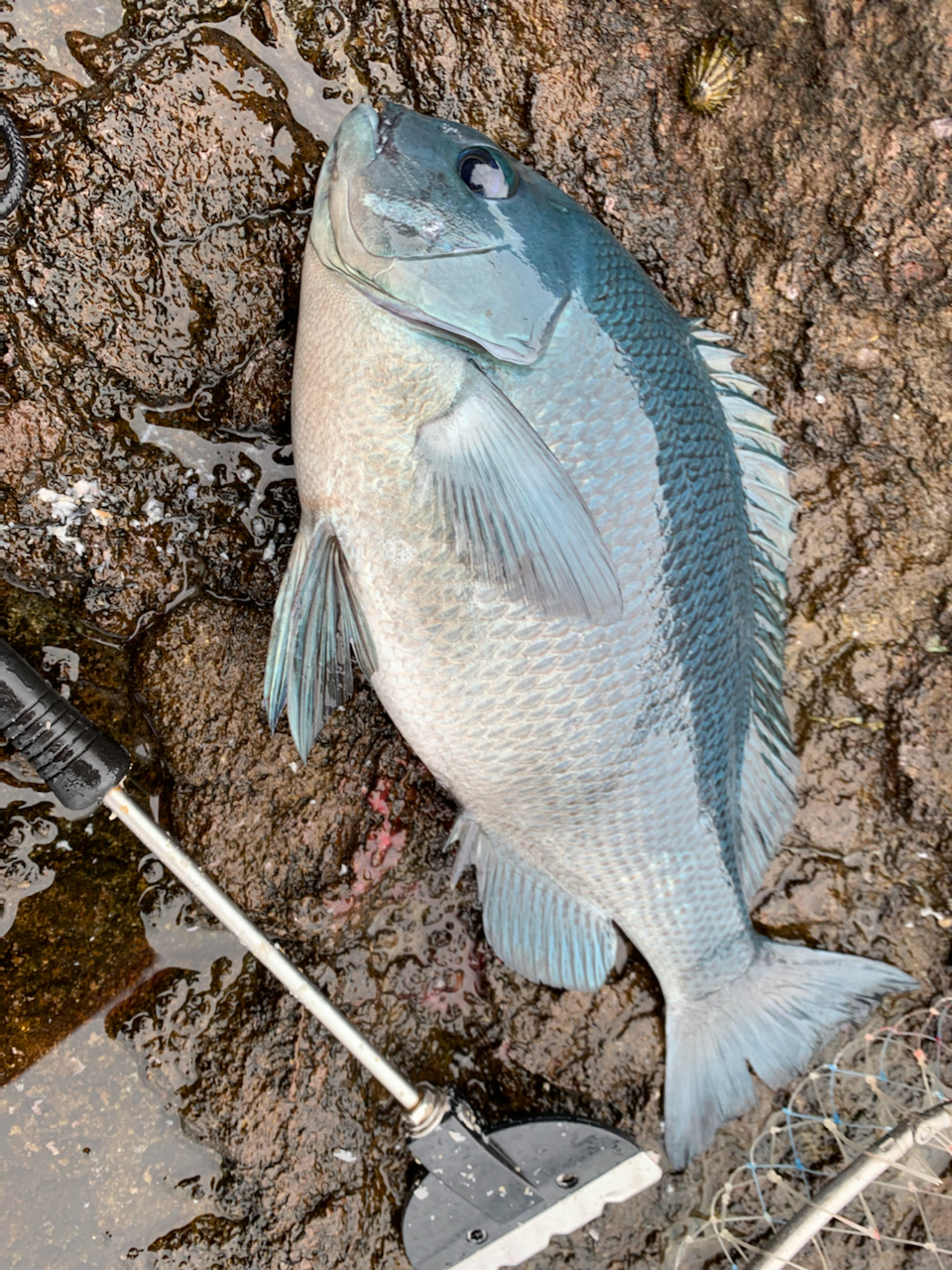 クチブトグレ