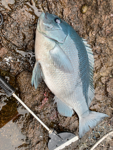 クチブトグレの釣果