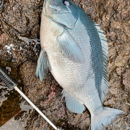 クチブトグレ