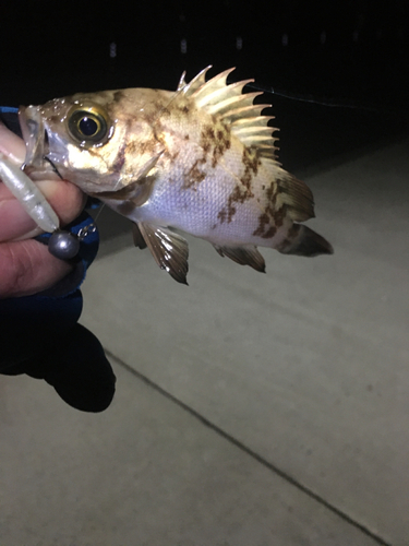 アカメバルの釣果