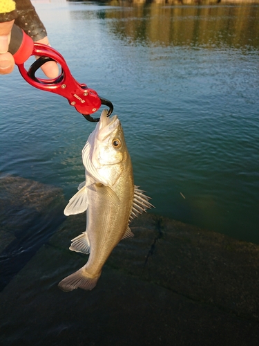 セイゴ（マルスズキ）の釣果