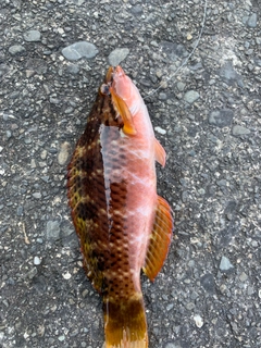 ホシササノハベラの釣果