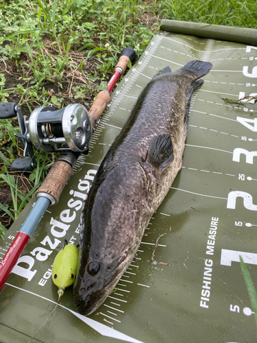 ライギョの釣果