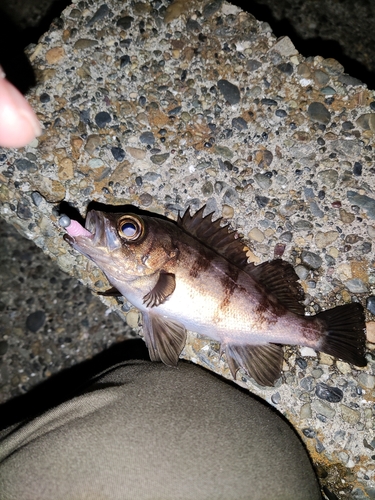 メバルの釣果