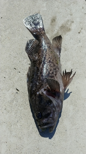 クロソイの釣果