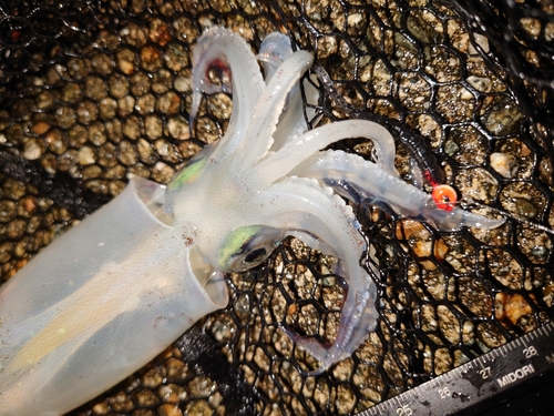 ヤリイカの釣果